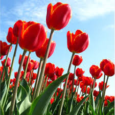 Por Que Las Flores Son De Colores Saberia