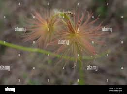 Image result for Triumfetta welwitschii