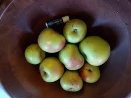 White pearmain, cambellite, griffin�s pearmain. White Winter Pearmain Pictures Growing Fruit