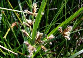 Image result for Bolboschoenus