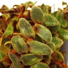 Image result for Cyanotis