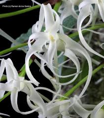 Image result for Cyrtorchis