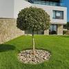 Fioriere con piante grasse decorate con cusci di frutti di mare. Https Encrypted Tbn0 Gstatic Com Images Q Tbn And9gcti2yr Ws7fkieiusd6dxqto Nsyazxkj6gm3ekpcazwgj7iv8q Usqp Cau