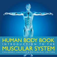 There are around 650 skeletal muscles within the typical human body. Human Body Book Introduction To The Muscular System Children S Anatomy Physiology Edition Paperback Sundog Books