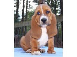 Check spelling or type a new query. Basset Hound Puppies For Sale In Louisiana L2sanpiero