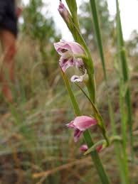 Image result for Gladiolus unguiculatus