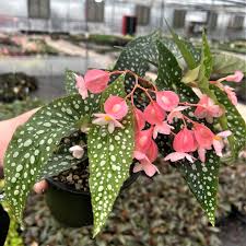 Image result for Begonia potamophila