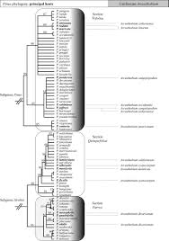 Image result for Viscum littorum