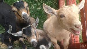 How To Help Your Goats Quickly Recover From A Runny Nose Goats Runny Nose Showing Livestock