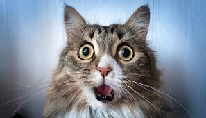 The Surprised Cat a Marvel of ...
