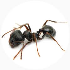 Check spelling or type a new query. Black House Ants How To Get Rid Of Them Fantastic Services Australia