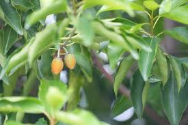 Image result for Mimusops elengi