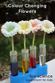 How Do You Make Flowers Change Colour Fun Science Experiment For Spring Exploring How Flowers Absor Science For Kids Science Experiments Kids Kid Experiments