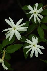 Image result for Jasminum stenolobum
