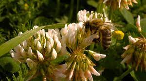 Pin On Stockvideo Insects