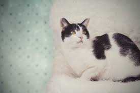 Masaustu Rafi Kedi Gato Gatos Maskotlar Evcil Hayvan Evcil Hayvanlar Felino Canon Oreo Soluk Yumusak Retro Eski Proyecto365fotos 365proje 6000x4000 1069779 Masaustu Arka Plan Hd Wallhere
