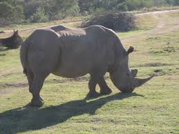 Please do not edit these tour names so we can assist you with your choices. South Africa Animals Wildlife Big Five Animals In South Africa