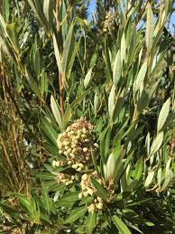 Image result for Searsia acuminatissima