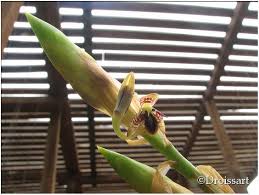 Image result for Bulbophyllum schinzianum