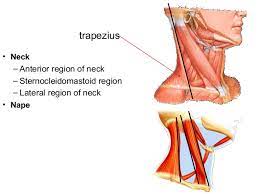 The back of the neck is mostly comprised of muscles, as. 4 Neck