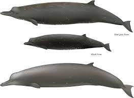 They can be found in waters near japan and southern california and as far north as the bering sea. Berardius Beaked Whales Berardius Bairdii And B Arnuxii Sciencedirect