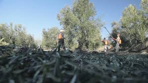 Last time some organization give us task about plantation before this i was not aware of plantation and there benefits. Harvesting In The Olive Tree Stock Footage Video 100 Royalty Free 4918916 Shutterstock