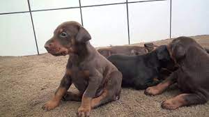 Feel free to browse hundreds of active classified puppy for sale listings, from dog breeders in pa and the surrounding areas. Available European Doberman Puppies Youtube