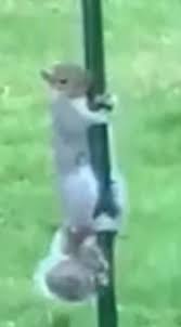 To deal with a meddlesome squirrel stealing seed from his garden's bird feeder, the wife of youtube user robert krampf slathered vaseline on the pole supporting the feeder. Mum Was Fed Up Of The Squirrels Stealing All The Bird Food So She Greased The Feeder 9gag