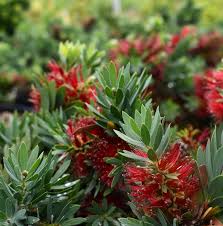 Image result for Callistemon