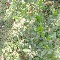 Image result for Ixora burundiensis