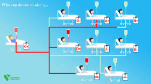 Blood Groups And Their Compatibility Chart