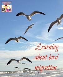 Birds Fly South For The Winter Science Sunday Bird Migration Activity Migration Activities Bird Migration Homeschool Nature Study