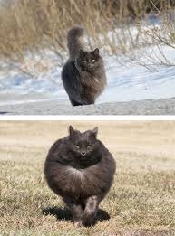 Caes E Gatos Mais Fofos Do Mundo 213 Of The Fluffiest Cats In The World Filhotes De Gatos Gatos Loucos Gatos