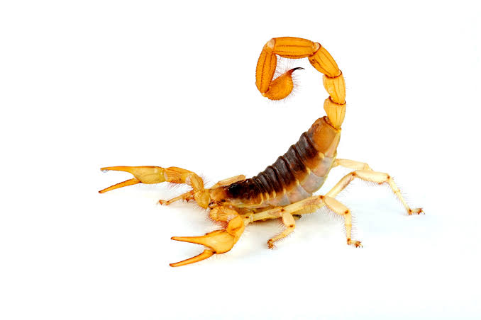 An AZ Monsoon Staple: the Scorpion – AZ Dept. of Health Services News