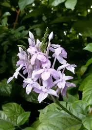 Image result for Pseuderanthemum