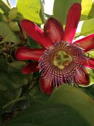 Image result for Passiflora quadrangularis