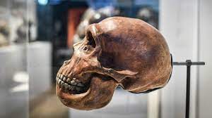 Start studying l' uomo di neanderthal. Davvero L Uomo Di Neanderthal E Stato Sterminato Dai Raggi Uv Wired