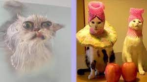 See more ideas about cat memes, funny cats, funny animals. Best Cat Memes Compilation Of 2021 Part 39 Funny Cats Youtube