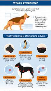 Lymphoma In Dogs Canna Pet