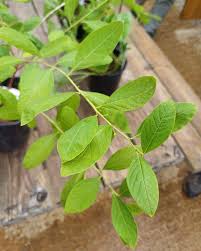 Image result for Flueggea