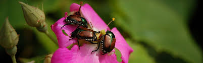 One other suggestion i found in my extensive snoops online about how to get rid of japanese beetles. How To Get Rid Of Japanese Beetles Updated For 2021