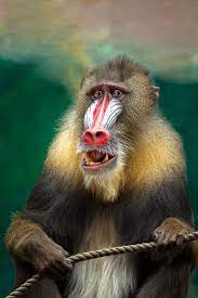 About Wild Animals A Picture Of The Mandril Baboon Mandrill Animals Wild