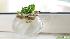 How hard is lettuce to grow? How To Grow Lettuce From An Old Lettuce Stem 10 Steps