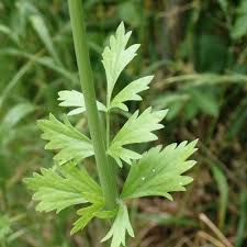 Image result for Pimpinella robynsii