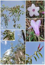 Image result for Apocynaceae subfamily Periplocoideae