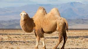 Only bactrian camels have two humps, and dromedaries have one but i know that they store fat (not water) in their humps. Bactrian Camels On The Brink Financial Tribune
