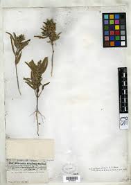 Image result for Pogonospermum attenuifolium
