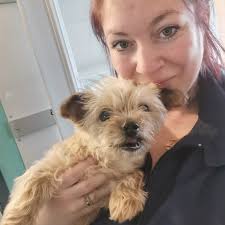 Bonjour à tous ☺️ Voici un petit aperçu de nos fidèles compagnons de la  journée 🩷. Tout d'abord voici Oslo, le Berger de Shetland, et son beau  sourire 🥰, ensuite nous avons