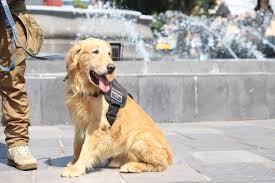 Juez libera orden de aprehesión en contra del ex gober y de josé kamel nacif borge. Poder Canino Los K9 De Puebla Contra Los Delincuentes