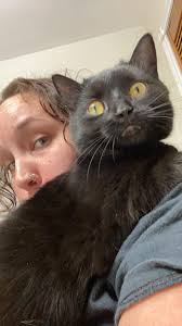 Lost black cat near Bonney Lake High School